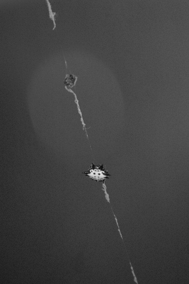 When Crabs and Spiders Collide